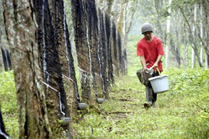 橡膠樹4 橡膠樹4